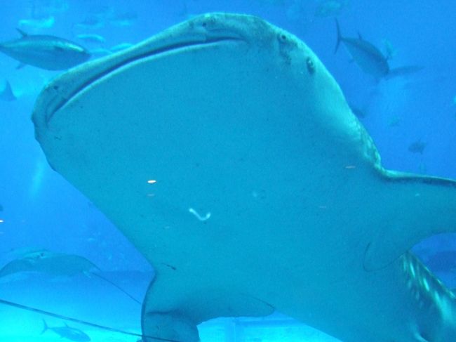 翌日は美ら海水族館へ。「黒潮の海」大水槽の真横にあるカフェでへばりつくように鑑賞。写真はジンベイザメが寄ってきたところ。