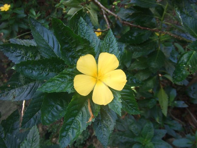 いろいろなお花がたくさん咲いていました。