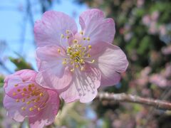 境内に少しだけ桜が咲いていました。

これも河津桜でしょうか？

空の青とピンクがキレイ。