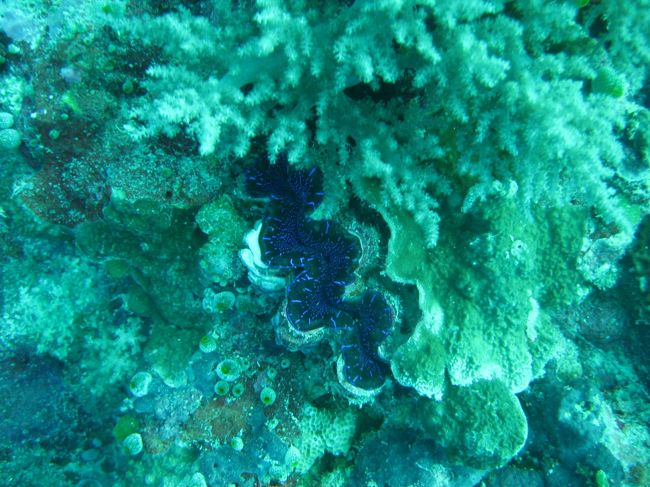 シャコガイ。昨日より、流れは早くありません。というか、昨日流されたため、ガイドさんが流れの速くないポイントを選んでくれました。ビギナーです。