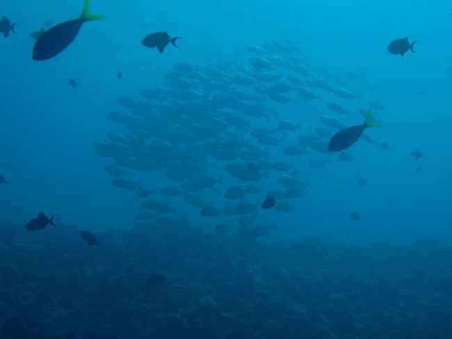 お魚が沢山います。本当にこんなに魚がいるなんで、豊かですね。