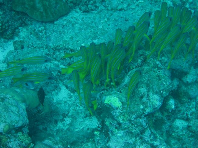 沢山います。色とりどりです。ナポレオンフィッシュの群れもいました。