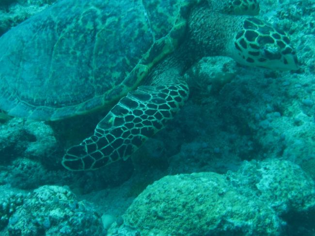 ウミガメ発見。ウミガメ見ても驚かないほど、何度も見られます。