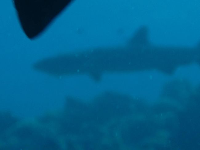 サメがいます。大きくて怖い。