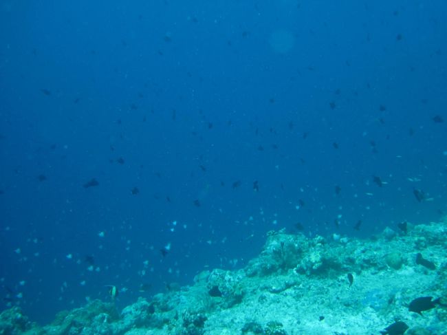 海中は蝶々の群れのように魚がいます。