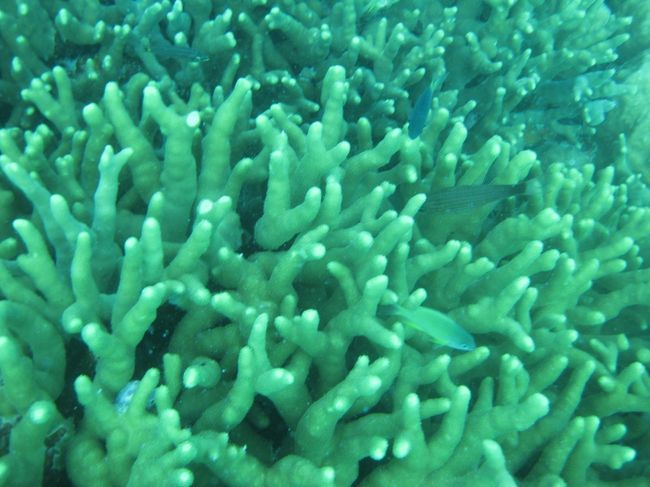 珊瑚も元気そう。