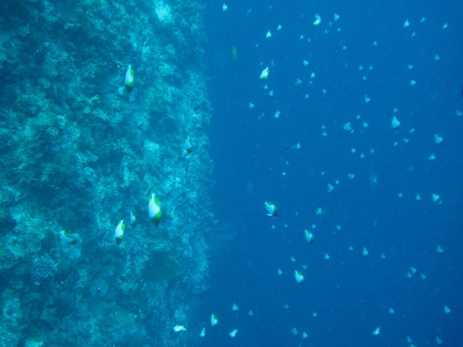 底の見えない海を棚に沿って泳ぎます。どこまでも深い海。