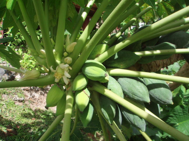 そして、また周辺を散策。のんびりしてます。至る所にパパイヤがたわわに実っています。平和だな。