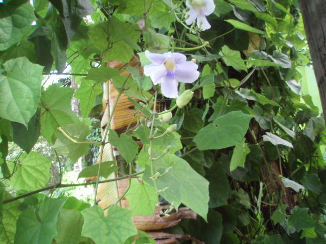 最終日はアンテロープさん主催のオーシャンカヤックツアーに参加。これもお勧めです。誰もいない海をカヤックで進んで行き、青の洞窟、ゼロ戦の沈んでいるのを見たり、鍾乳洞やストーンマネーを見たり。見たことのない花や自然に生えてるノニの実がたくさんなっていました。私たち以外誰もいない静かな海で自然を満喫。そして、シュノーケリングを楽しみました。透明度が高いです。ガイドの方も面白かった。写真がありませんが・・・。