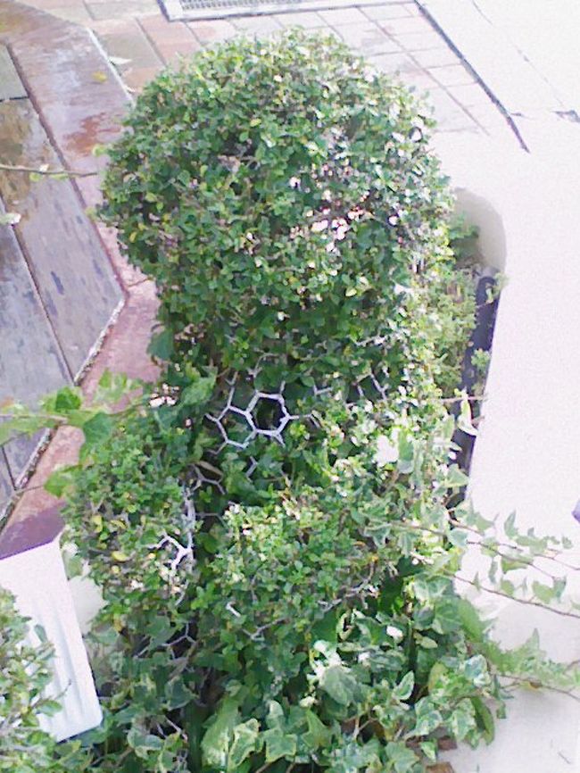 この園の中に、クマさんの形をした植込みがありました。とても賑やかなところにありましたが、かえって皆さん気づかないようでした。ので、せっかく刈り込んでかわいく仕立てあがっているので探してみてくださいね。後ろにある木の板が、ヒントになるかも！