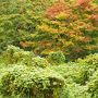 湯河原の隠れ家レストランと、雨上がりのみかん狩りと、山の中のログハウスで温泉と・・・（前編）