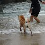 柴犬コウタ　IN　湯浅～海へ～