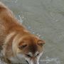 柴犬コウタ　IN　湯浅～海へ～