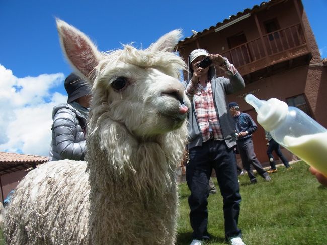 誰からともなく、哺乳瓶に入ったミルクを渡され、ミルクあげの体験ができましたぁ！！！<br /><br />すんごい食いつきようでした（笑）<br /><br />あぁ〜、、、癒される〜ヾ(●´ω ｀●)