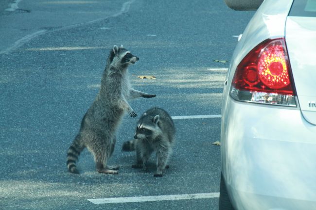 公園内を走っていたら、なんと野生のラスカルがご飯をねだったいるところです。ちなみにご飯をあげたら＄２０００の罰金だそうです。