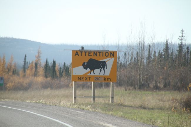 さて２日目です。夜はオーロラと決まっておりますが、昼間のアトラクションはそんなにありません。トレッキングとバッファロー探しのツアーがあったのですが、迷わずバッファローツアーを選んで、ドライブに行ってきました。