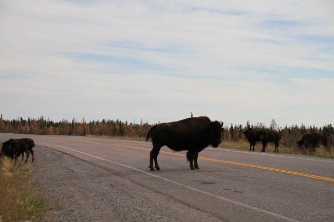 じゃーーん、さっそく発見できました。ガイド曰く見れないときは本当に見れない（野生のバッファローですから当然ですが）そうなので、見れてラッキーとのこと。本日はこのあと都合３回程遭遇できました。