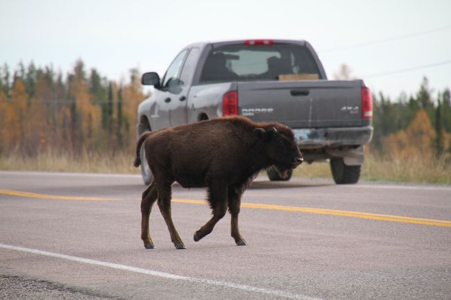 子供のバッファローです。道路を横断中です。