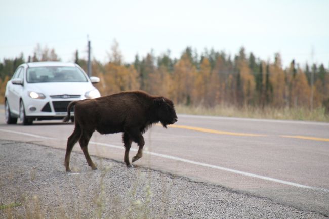 危ない！！ひかれる！！！