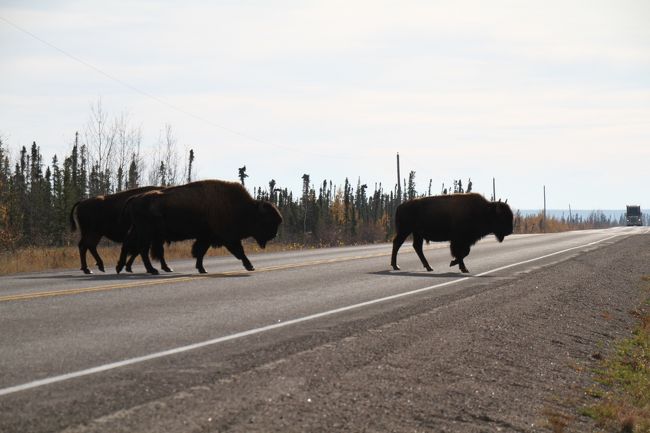 基本は群れで行動している模様。