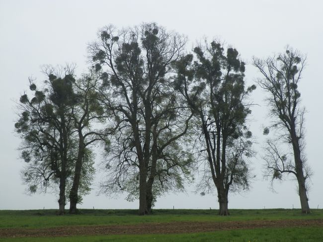 木が、独特です。