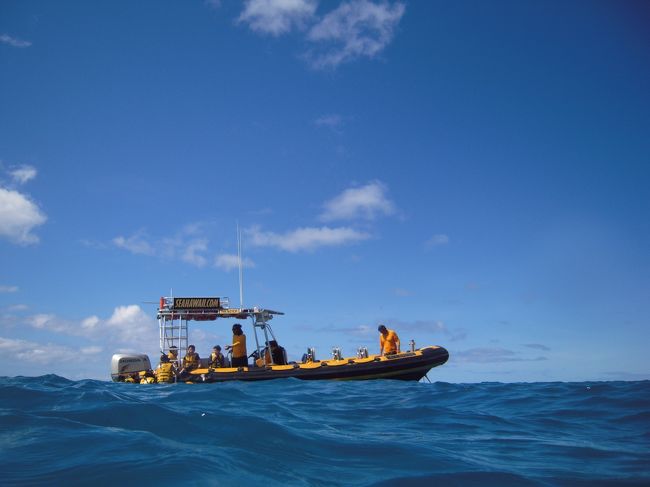 到着したら、ライフジャケットを着てフィンをもらってボートに乗り込みます。<br /><br />陽気なガイド付<br /><br />イルカの泳ぐ先に先回りをして…ダイブ♪<br /><br />３回ぐらいはトライできました。<br />⇒正直、なかなか体力必要なのでこれくらいがベストかも<br /><br />