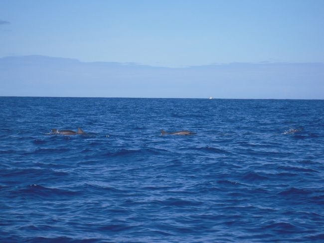 ボートの上からもイルカを撮影。<br /><br />あっちに！！　こっちに！！　なにかと忙しい。<br />