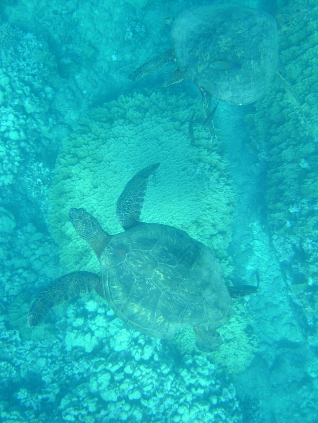 イルカとのトライが終わったらウミガメスポットへ移動<br /><br />ここでは、ゆっくり楽しめます♪<br /><br />たくさんのウミガメ親子と色とりどりの魚たちが見れます<br /><br />ここでツアー終了。<br /><br />ちなみに、このプランは<br />スナック／ペットボトルの水／おみやげ用ランチバッグ付き<br /><br />スナックはどっしりとしたチョコレートマフィンと<br />ビスケットやチップスなどなど。<br /><br />正直チョコマフィンは重すぎて食べれそうもなかったので<br />ホテルのベットメイクのチップと一緒に置いてきましたｗｗ<br />翌朝、ちゃんとなくなっていた。<br /><br />