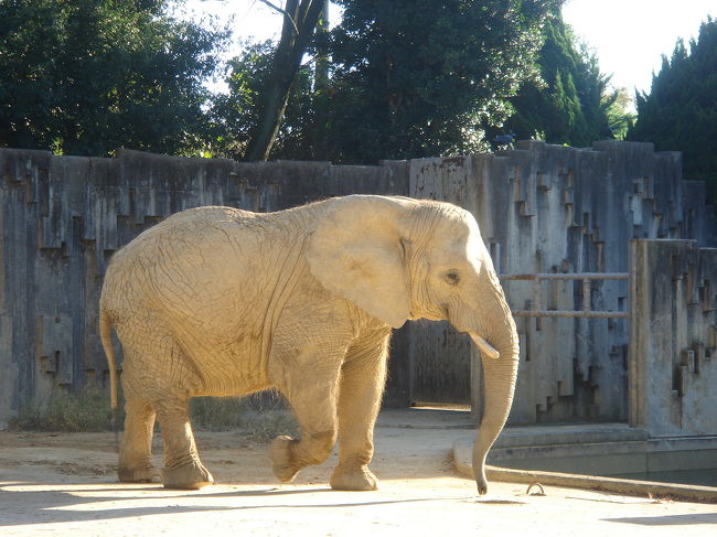 <br />　アフリカゾウ