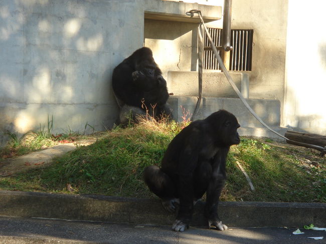 <br />　ニシローランドゴリラ