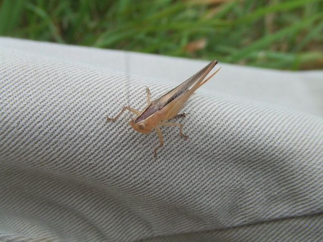 バッタ？？イナゴ？？発見・・・。