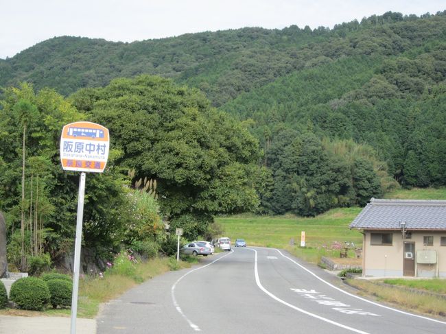 ライトアップは夕方からなので柳生方面へドライブ<br />道沿いにコスモスがきれいな所があると連れて行っていただきました。