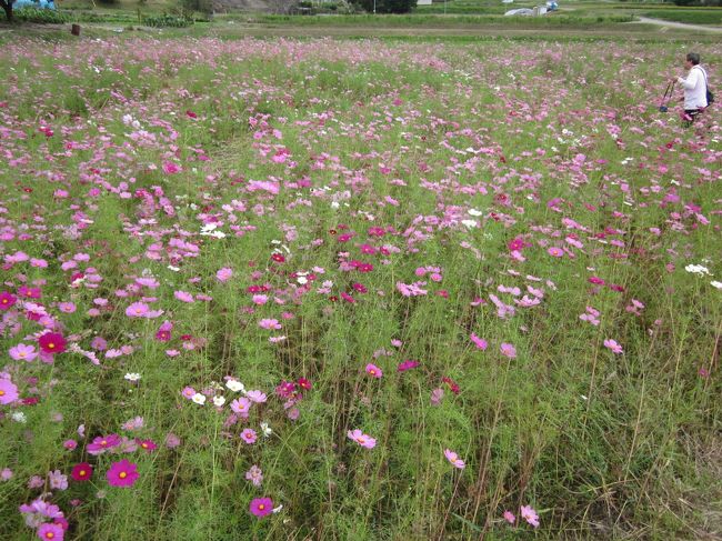 畑一面コスモスのところや