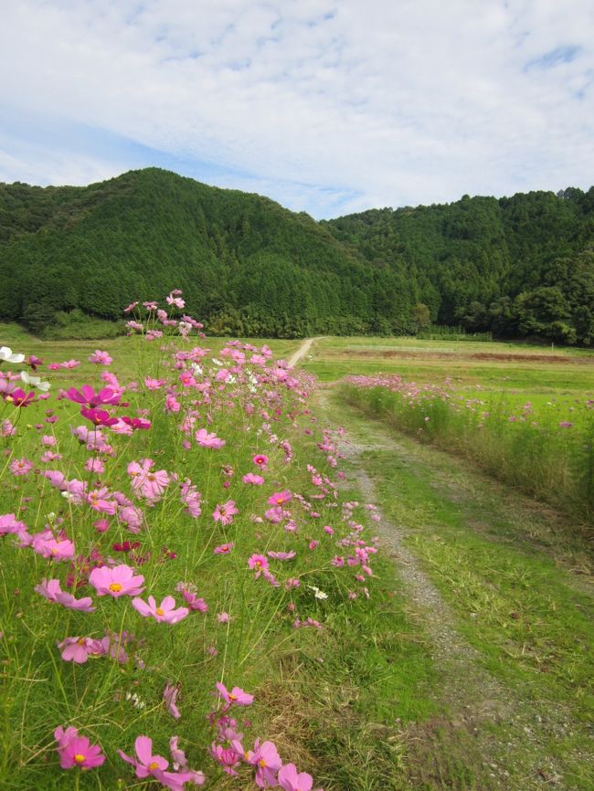 道沿いに延々コスモスが咲いてるところ