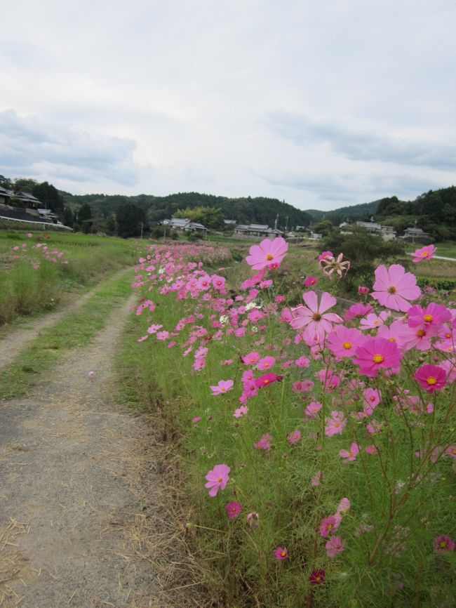 のどかな風景が広がってます。