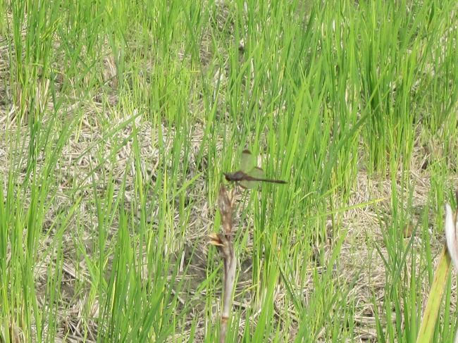 とんぼ君ともそろそろお別れかな？<br />ちょうちょもハッチもとんでました。