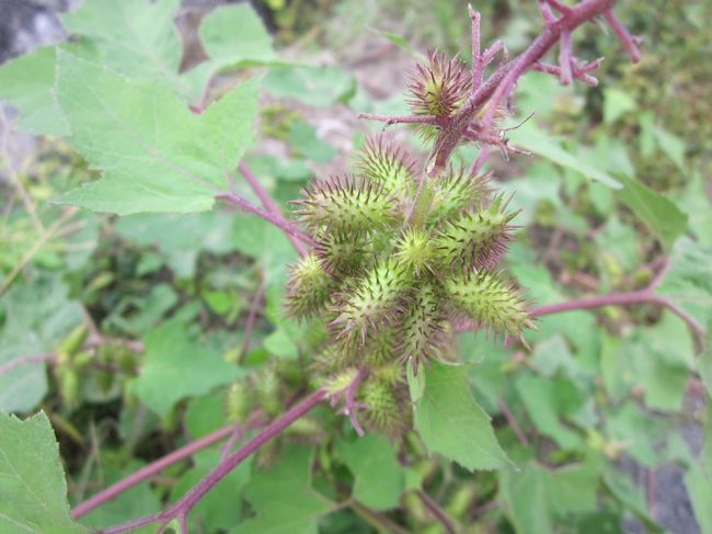 懐かしいひっつきむし発見！<br />たぶんオナモミ・・・だったかなぁ…