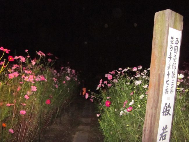 お花はきれいなんですがフラッシュ焚くと色が飛んじゃいます。<br />