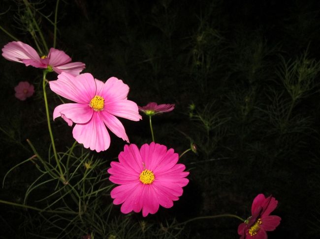 ライトの下でフラッシュ焚かずに撮ったら意外にきれいに撮れました。