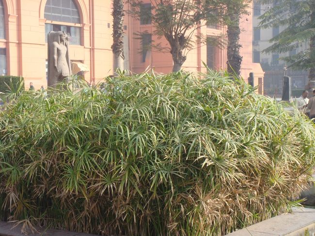 考古学博物館の前には、エジプトを象徴するパピルスがありました。<br />これをもとに紙を作っていた古代の文明に拍手！です。