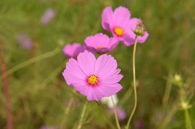 食後、柳生の里で満開の秋桜を堪能します。