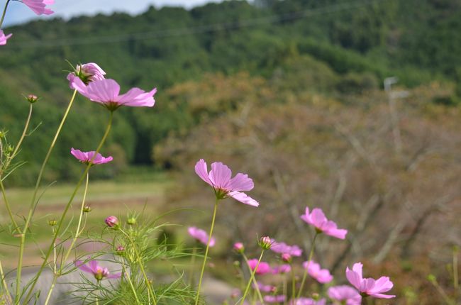 柳生の里の秋桜で秋を満喫。
