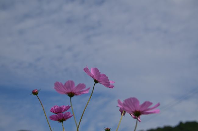 秋の風、碧い空、秋桜の花に癒されます。