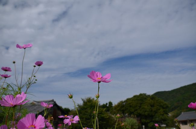 空の雲も秋の雲。