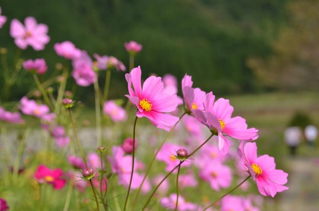 あちこち行きながら秋桜の花を撮ります。