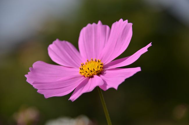 京都には無い良さをここ「柳生の里」で満喫します。