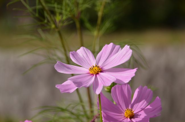 「柳生の里」は昔、剣豪柳生但馬守（号は石舟齋）が住んでいたところ。
