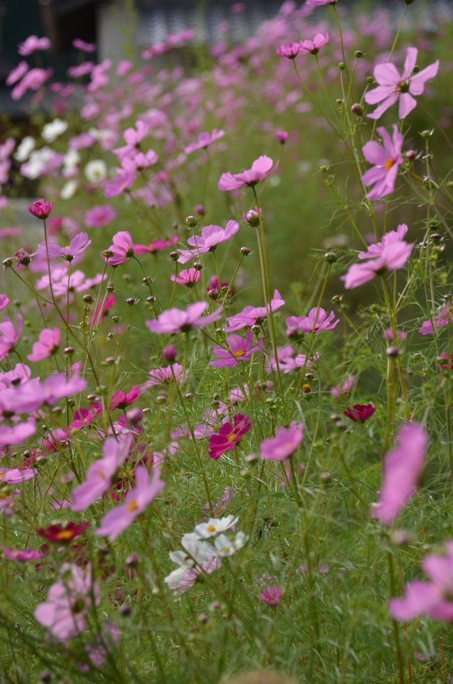 こんなのどかな里で、花を満喫しながらいろいろなことが想像できる。そんな場所。
