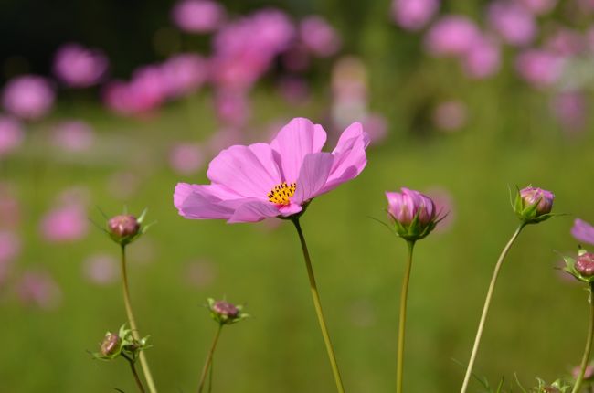 のんびり癒される空間。そんな奈良に心惹かれる人も沢山います。