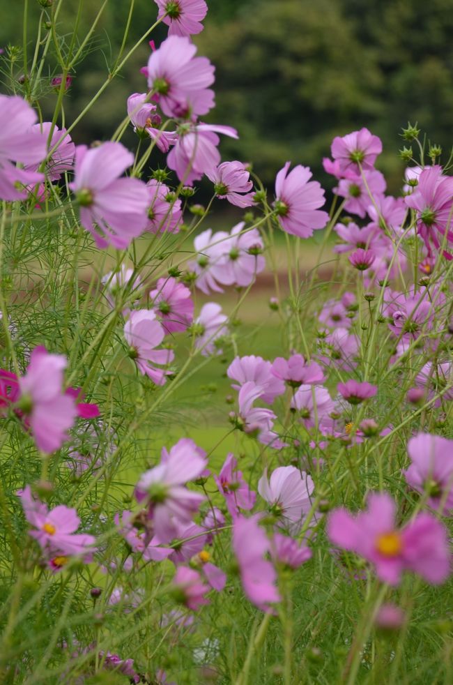 緩やかな風に揺れる花・・・。
